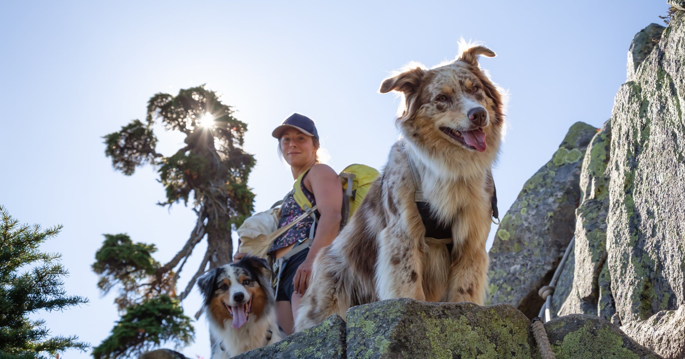 Trail Companions: Dog Breeds That Love to Hike