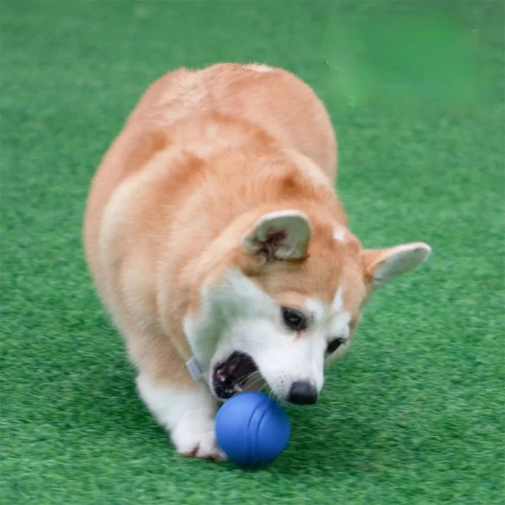 Bounce it Dog Ball