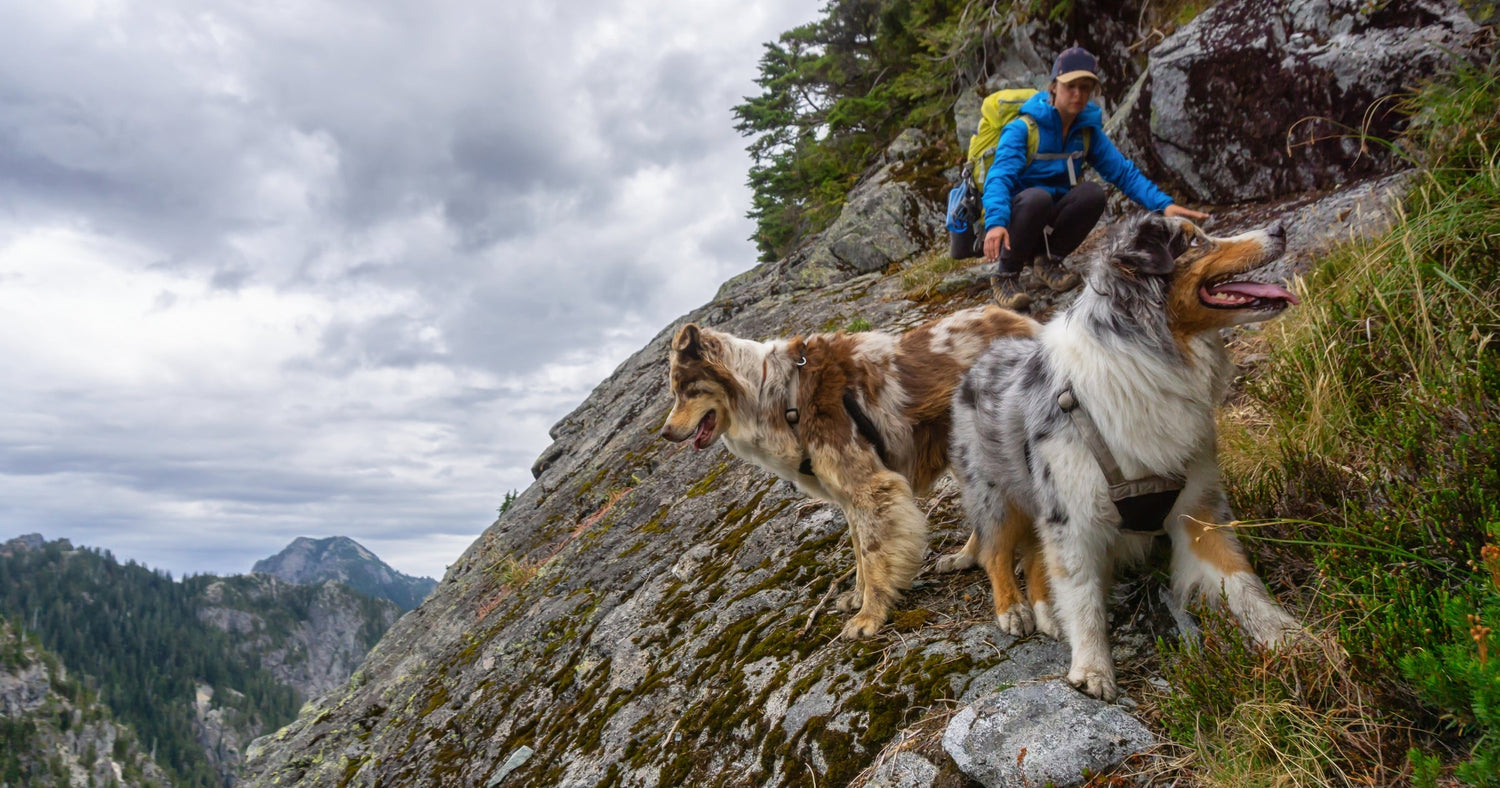 Safe, Seen, and Strong: Choosing the Right Dog Gear for Hiking