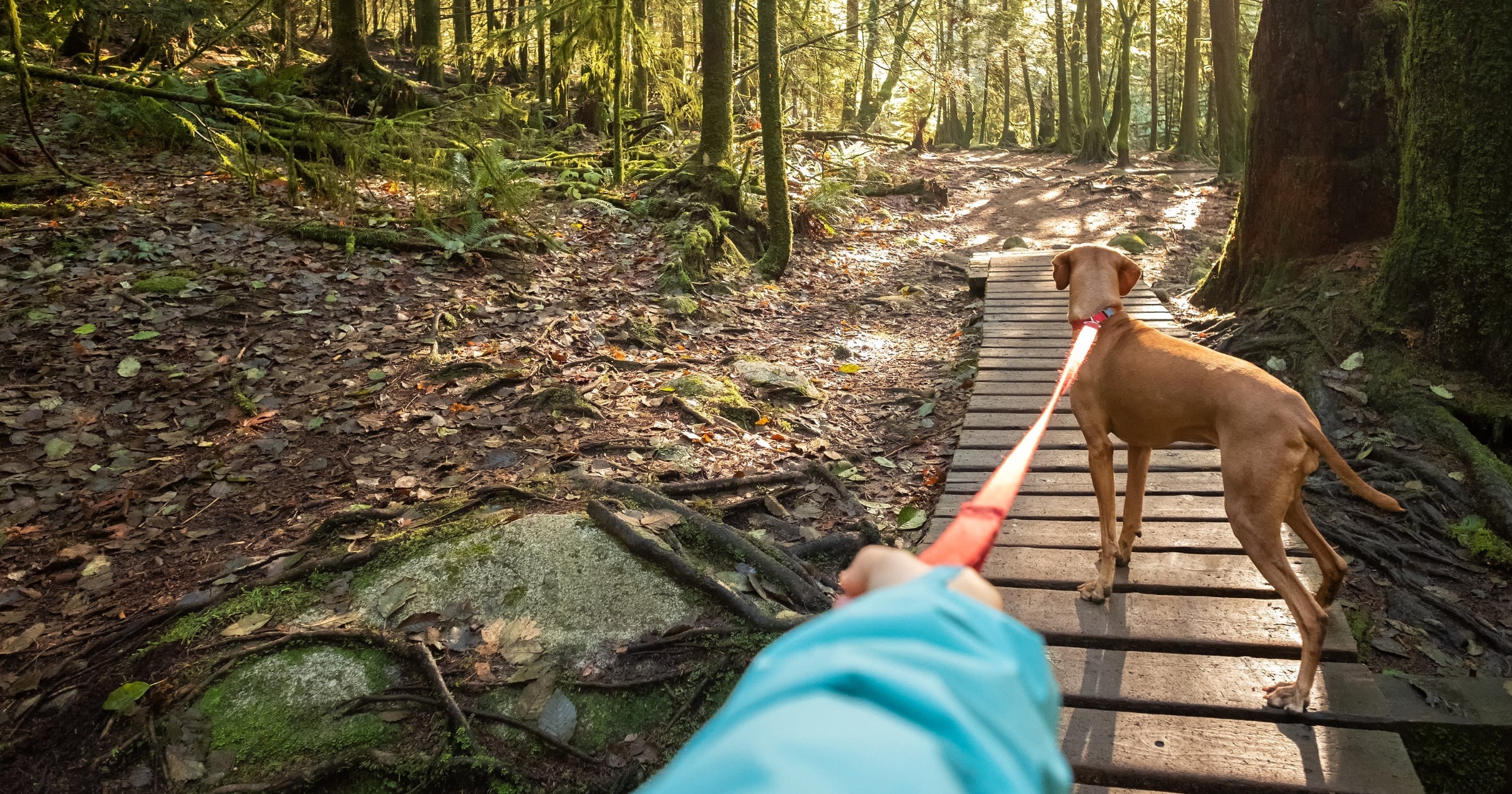 Miles of Joy: Why Long Walks Matter for Your Dog’s Health