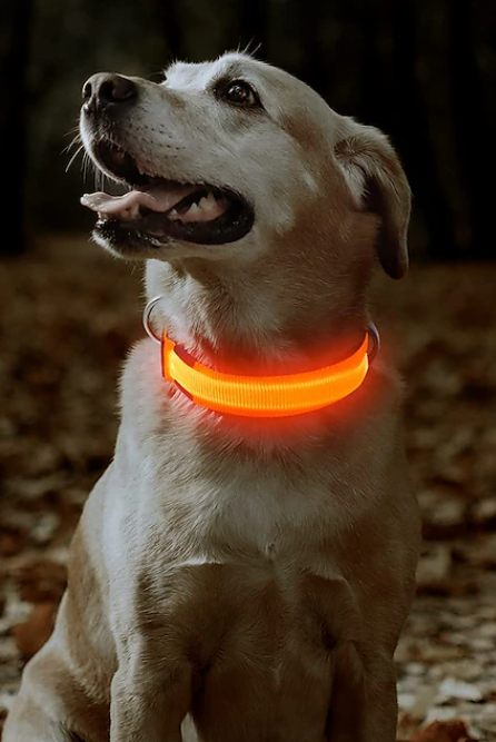 LED Light up Dog Collar
