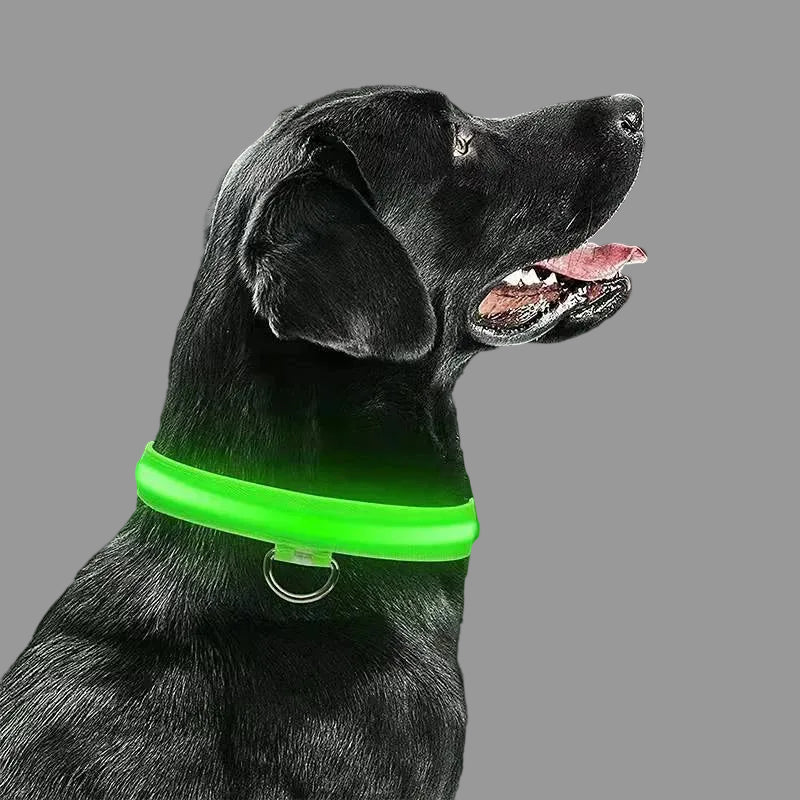 LED Light up Dog Collar